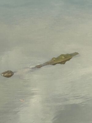image1_4.jpeg